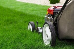 Ein Rasenmäher mäht den Rasen. Das Gras, das noch nicht gemäht wurde, ist lang und sehr grün