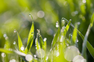 Grasbewässerung, nasses Gras