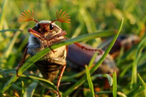 Engerlinge im Rasen