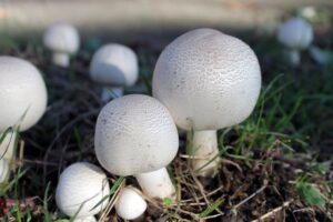 Pilze im Rasen