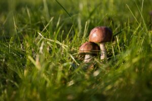 Pilze im Rasen
