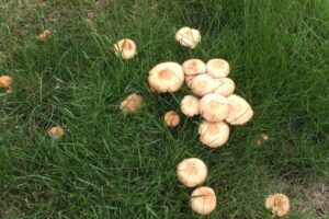 Hexenringe im Rasen