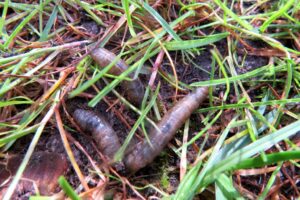 Wiesenschnakenlarven (Tipula-Larven) im Rasen