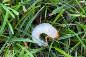 Engerlinge im Rasen