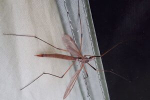 Wiesenschnakenlarven (Tipula-Larven)