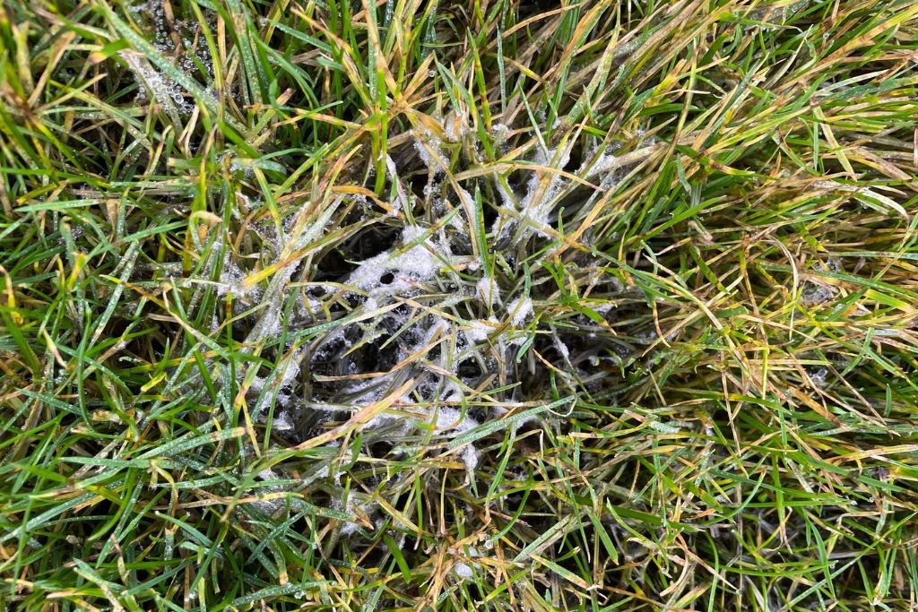 Schneeschimmel im Rasen