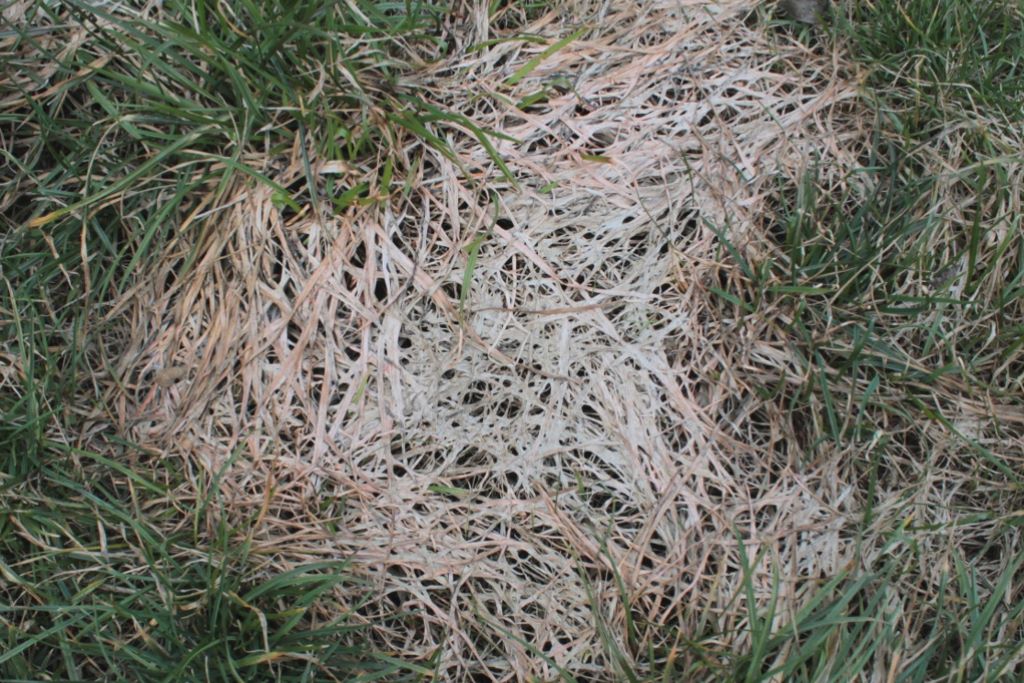 Schneeschimmel im Rasen