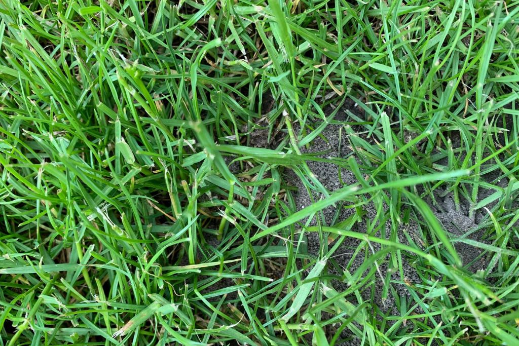Ameisen im Gras