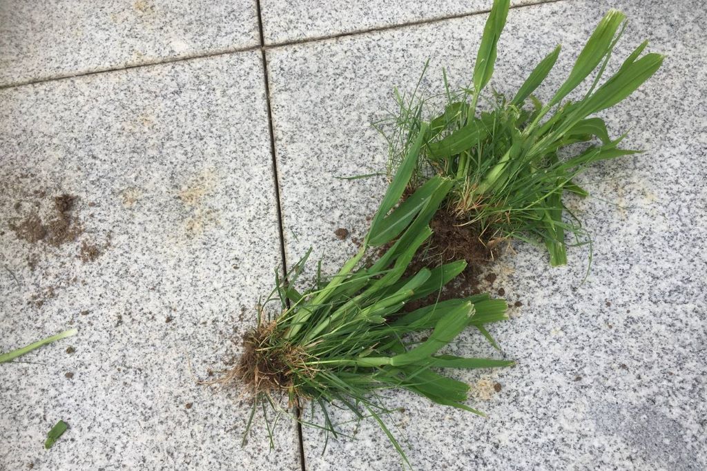 Gras mit Schwanzlutschern