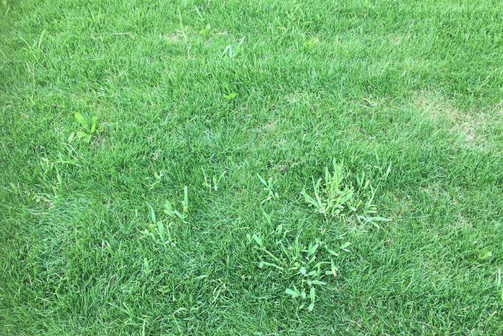 Gras mit Schwanzlutschern